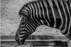 DSC_6450bw