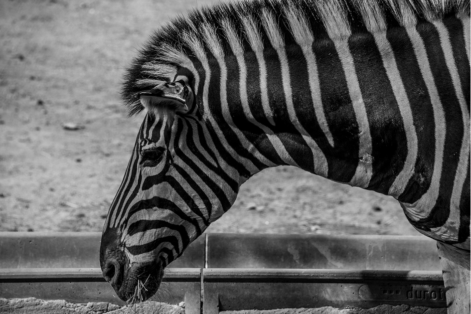 DSC_6450bw