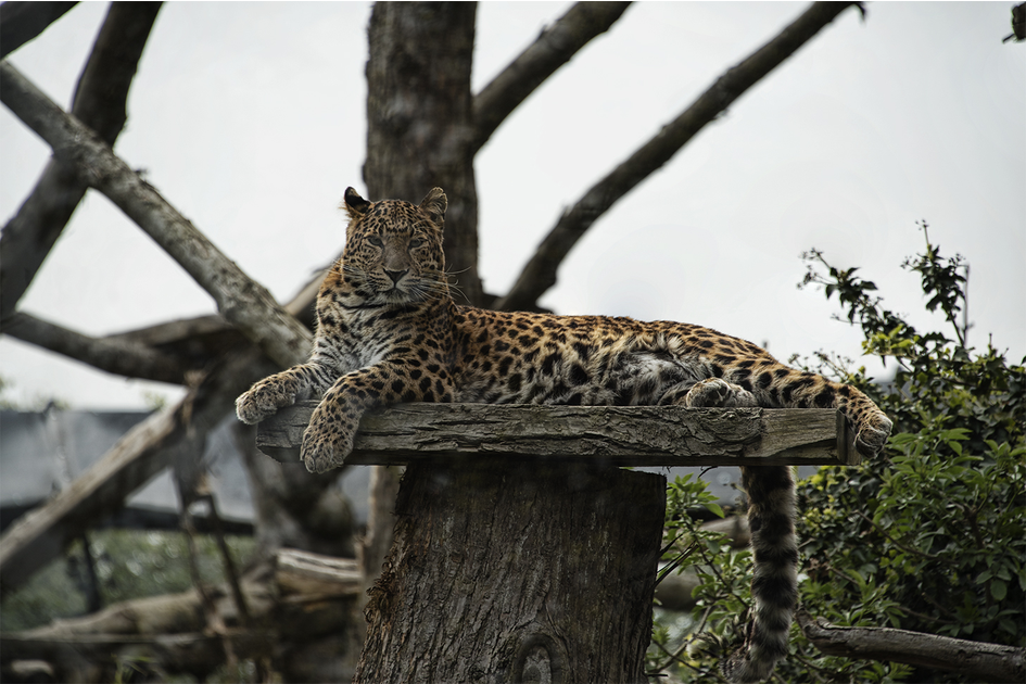 big_cat