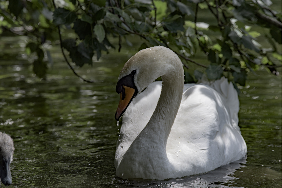 DSC_4162